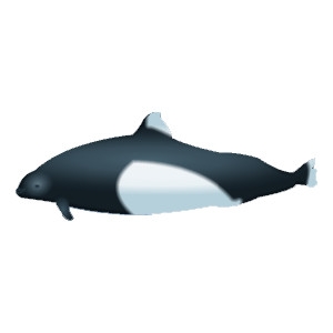 Dalls Porpoise